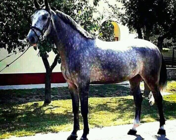 horse Calester (German Sport Horse, 2014, from Calato)