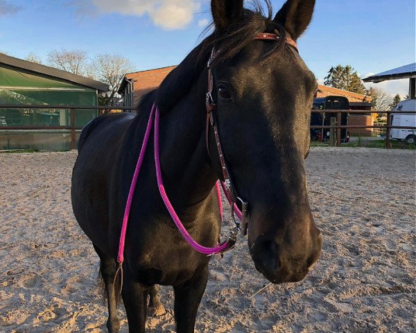 jumper Jimbob 2 (Polish Warmblood, 2011, from Grab)