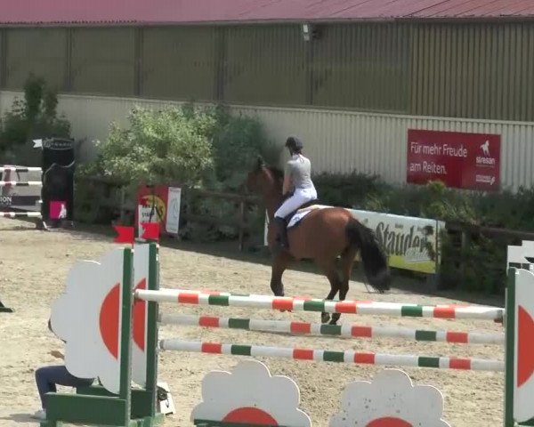Reitturnier Kirchhellen/Stall Dieckmann 2016