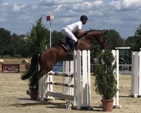 broodmare Non Stop Erna (KWPN (Royal Dutch Sporthorse), 2013, from Durango VDL)