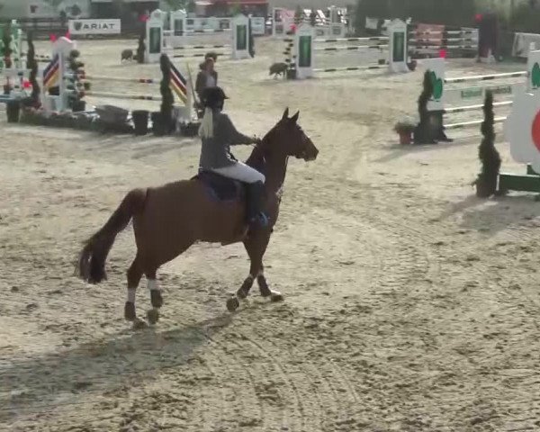 Reitturnier Kirchhellen/Stall Dieckmann 2016