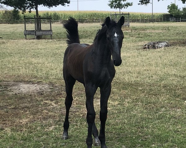 horse Hengst von Congress / Rockwell (Westphalian, 2019, from Congress)