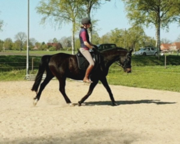 horse Odin (German Riding Pony, 2007, from Offshore Energy R)