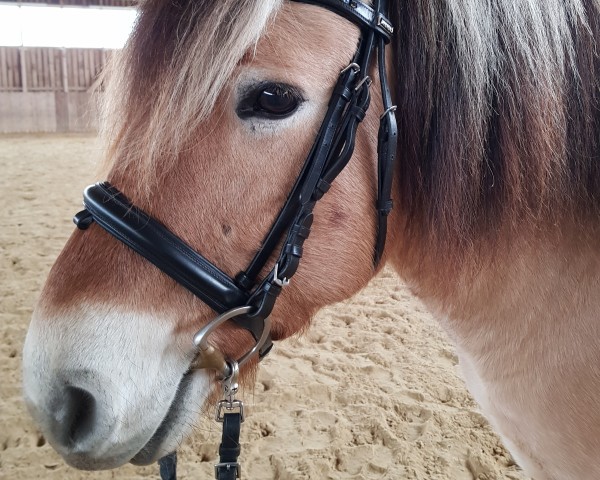 horse Ristan (Fjord Horse, 2009, from Rei Romanow)