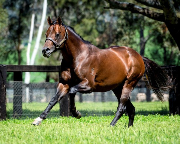 stallion Zoustar xx (Thoroughbred, 2010, from Northern Meteor xx)