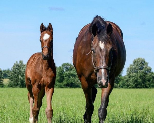 horse Hengst von Distorted Humor xx (Thoroughbred, 2019, from Distorted Humor xx)