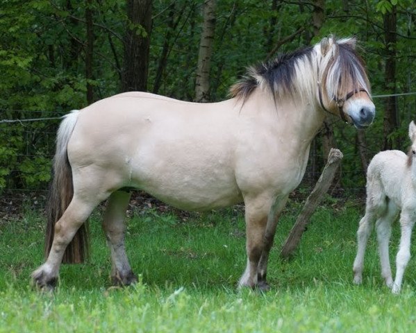 Zuchtstute Worita 20010337 (Fjordpferd, 2001, von Gardar) Zuchtstute Worita 20010337 (Fjordpferd, 2001, von Gardar)