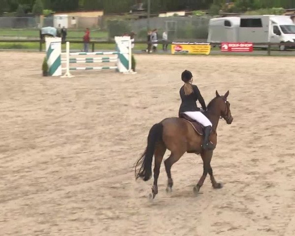Reitturnier Kleinostheim 2016