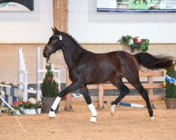 horse Hengst von Bernay / Rivero II (Bavarian, 2017, from Bernay)