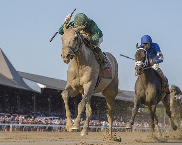horse Highest Honors xx (Thoroughbred, 2016, from Tapit xx)