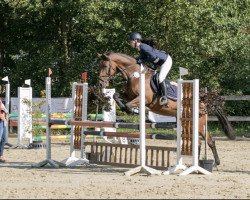 jumper Dahlia 61 (KWPN (Royal Dutch Sporthorse), 2008, from Ustinov)