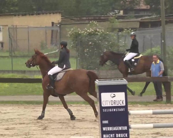 Reitturnier Kleinostheim 2016
