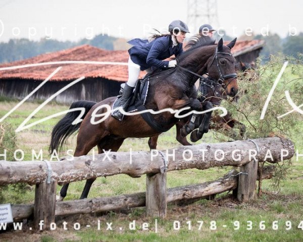 Springpferd Rocky 1196 (Hannoveraner, 1998, von Ravallo 115 FIN)