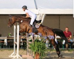 jumper Giradelli 15 (Hanoverian, 2012, from Goldfever 3)