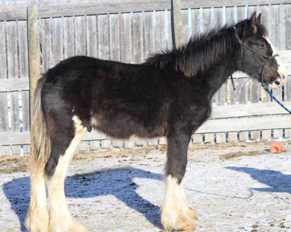 Deckhengst Battle River Trigger (Clydesdale, 2015, von Hatfield Hightower) Deckhengst Battle River Trigger (Clydesdale, 2015, von Hatfield Hightower)