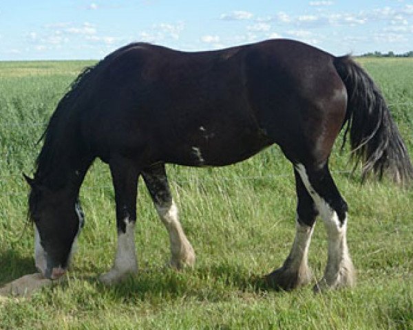 broodmare Battle River Rhea (Clydesdale, 2007, from Joseph Lake's Gunsmoke)