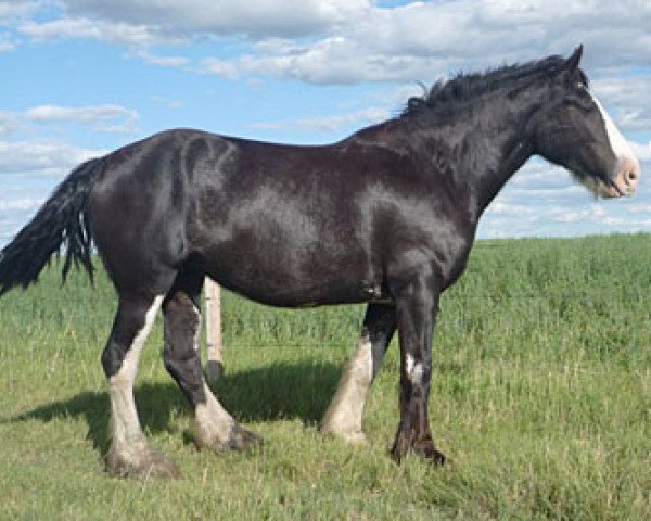 broodmare Battle River Rebecca (Clydesdale, 2006, from Grandview Sir El Capitan)