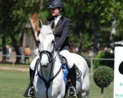 broodmare Pina Colada 145 (Holsteiner, 2002, from Paramount)