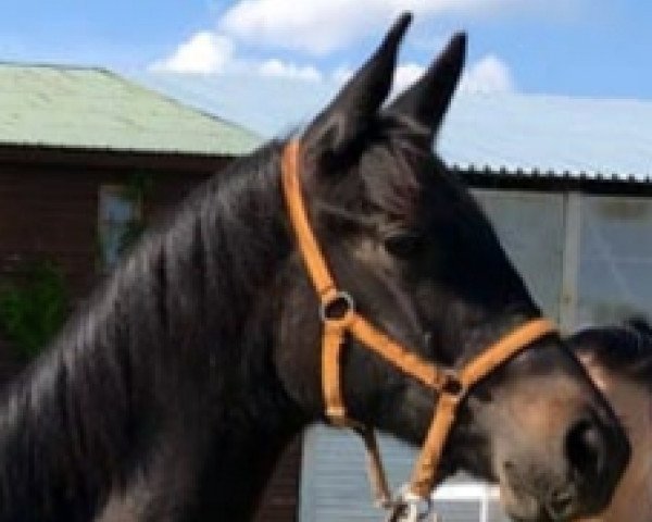 horse Da Vinci (Russian Trakehner, 2018, from Düsseldorf)