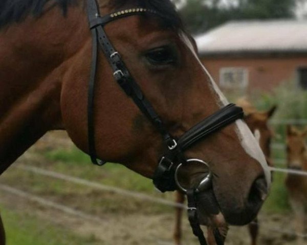 jumper Cosimo 64 (Hanoverian, 2011, from Contendro I)
