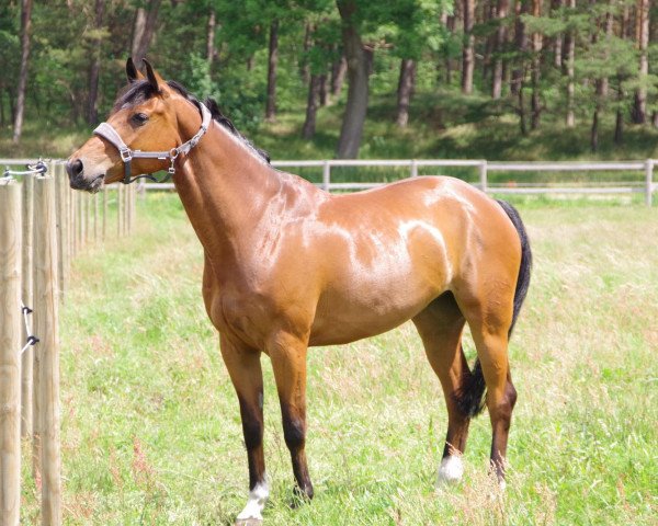 jumper Collonel (German Sport Horse, 2009, from Chacco-Blue)
