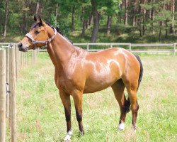 jumper Collonel (German Sport Horse, 2009, from Chacco-Blue)