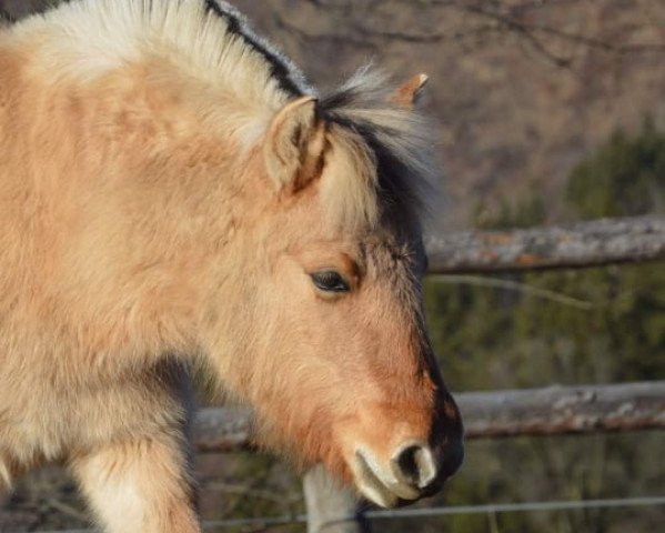 Pferd Dilja (Fjordpferd, 2019, von Ilribo)