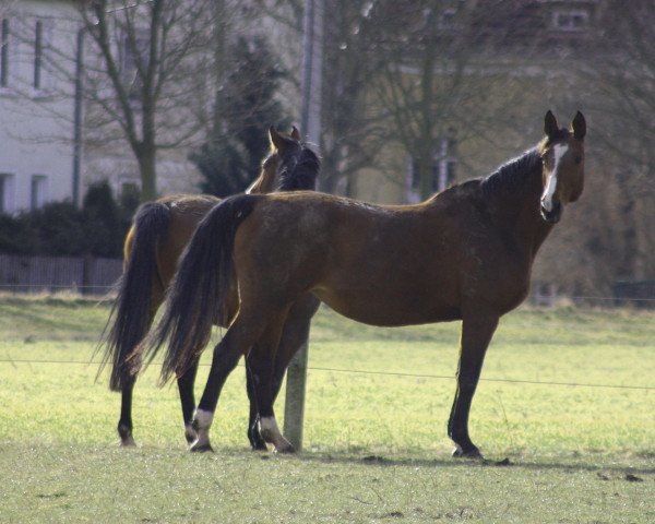 broodmare Wajana L (Bavarian, 1998, from Rangun)