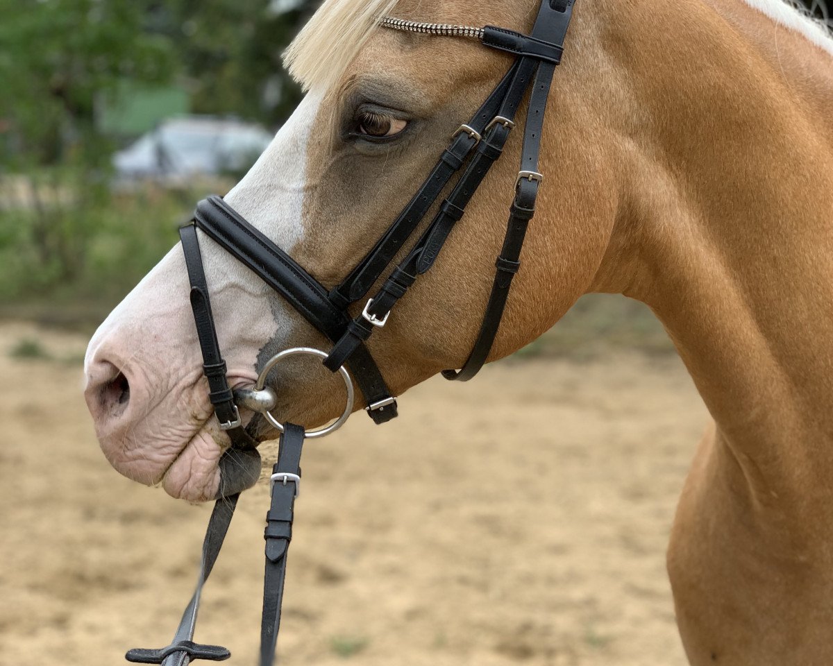 broodmare Donna Aurelia (German Riding Pony, 2003, from Deinhard B)