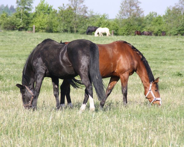 horse Puccini (Westphalian, 1985, from Paradox I 1697)