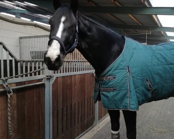horse Bonham Woods (Hanoverian, 2013, from Bretton Woods)