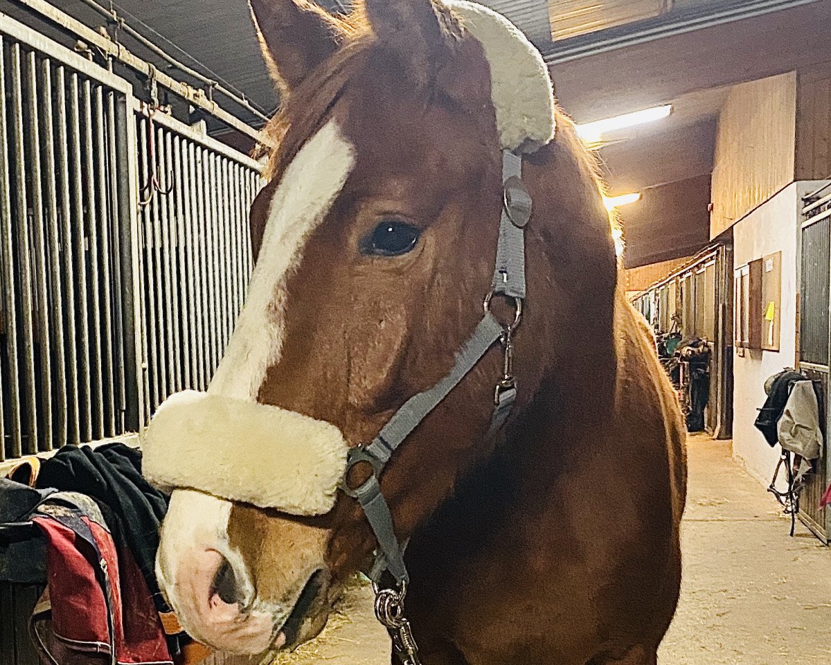 horse Prinz Charming (German Sport Horse, 2016, from Chancenreich 2)