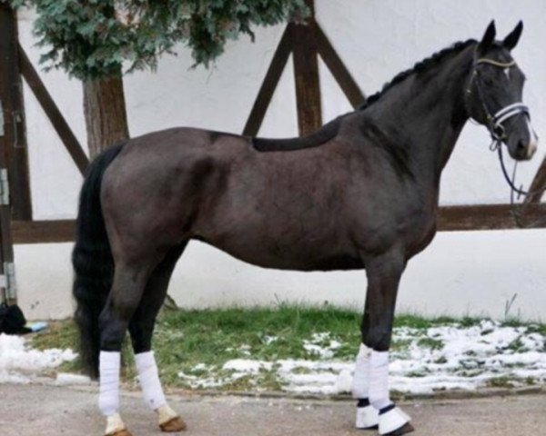 horse Loxy (Hanoverian, 2009, from Locksley II)