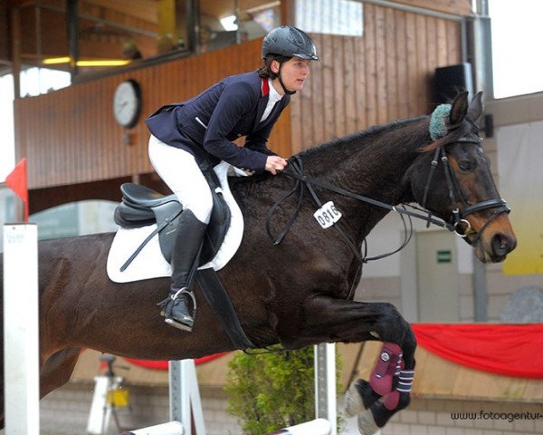 jumper River of Dreams 3 (Hanoverian, 1995, from Rabino) jumper River of Dreams 3 (Hanoverian, 1995, from Rabino)