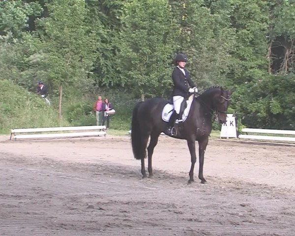 Reitturnier Hanerau-Hademarschen 2016