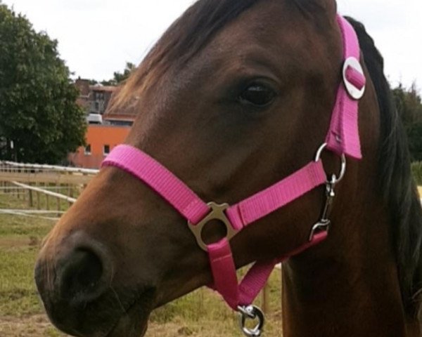 Pferd Dana (Deutsches Reitpony, 2018, von Dance Star AT NRW)