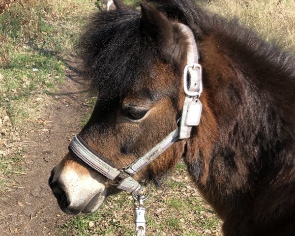 broodmare Brown Sugar 24 (unknown, 2006, from Schröder)