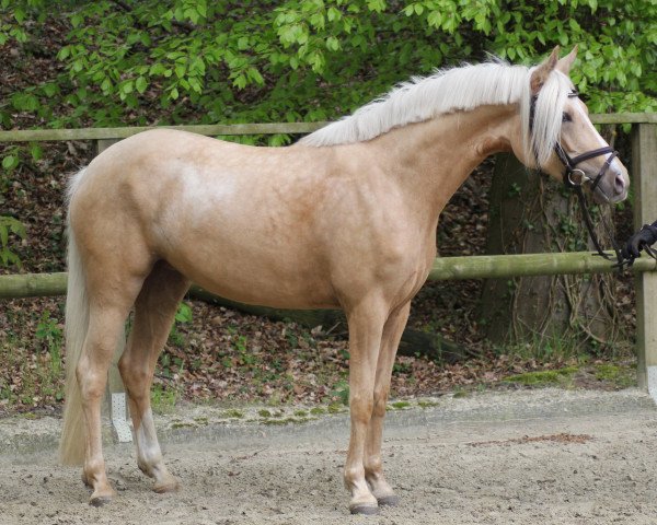 Dressurpferd Steverheides Delizia (Deutsches Reitpony, 2015, von Darubi Gold)