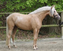 dressage horse Steverheides Delizia (German Riding Pony, 2015, from Darubi Gold)