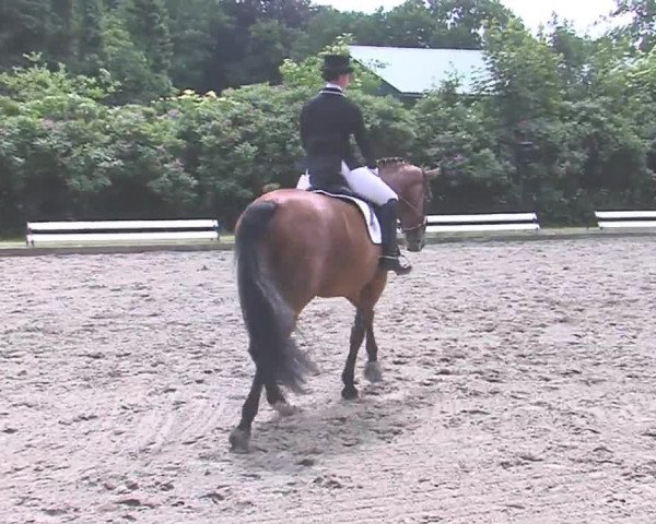 Reitturnier Hanerau-Hademarschen 2016