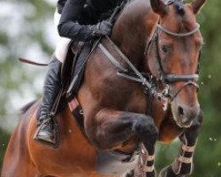 jumper Dantus H (German Sport Horse, 2011, from DSP Danthes H)
