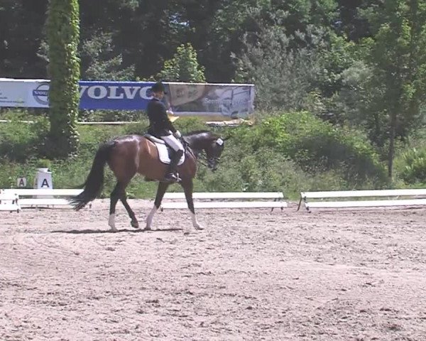 Reitturnier Hanerau-Hademarschen 2016