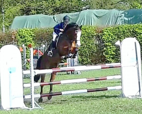 jumper Lucky Lou 21 (Holsteiner, 2008, from Lordanos)
