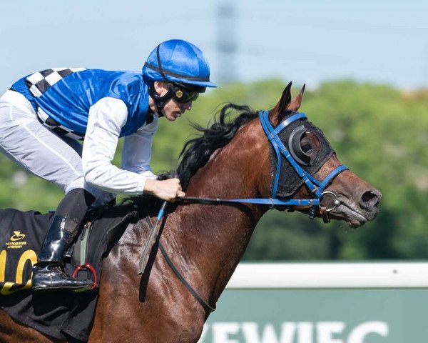 horse Barysch AS ox (Arabian purebred, 2016, from ByStival Kossack ox)