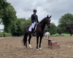 dressage horse Mary Lou 252 (Mecklenburg, 2015, from E.H. Millennium)