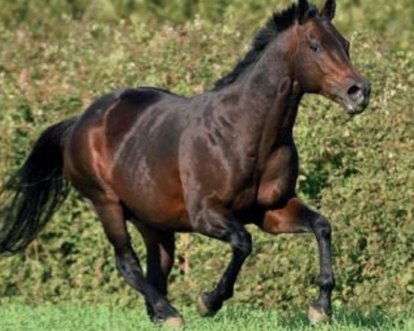 stallion Mohican's Son xx (Thoroughbred, 2007, from Dansili xx)