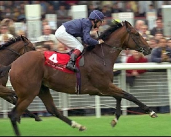 stallion King Of Kings xx (Thoroughbred, 1995, from Sadler's Wells xx)