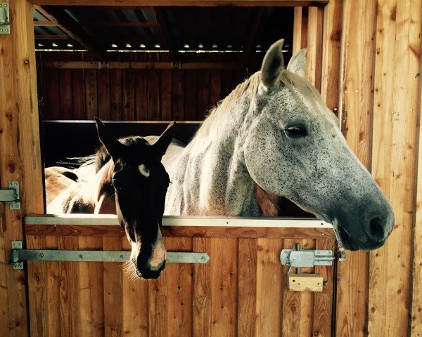 broodmare Drina (Hanoverian,  , from Davignon I)