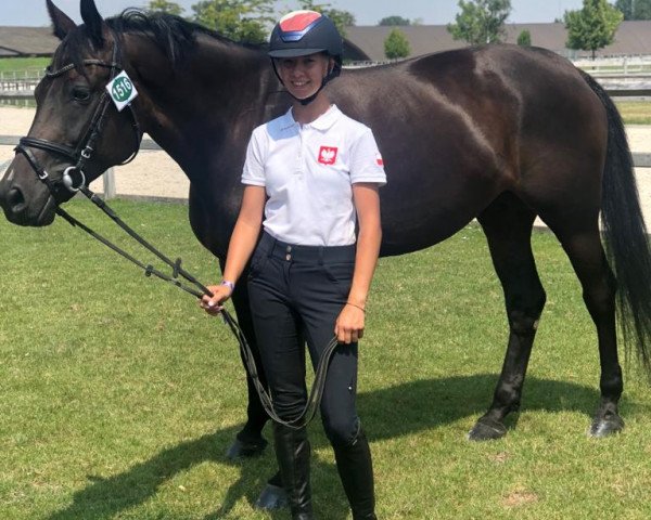 Springpferd Rosa (Deutsches Reitpony, 2011, von Calico 8)