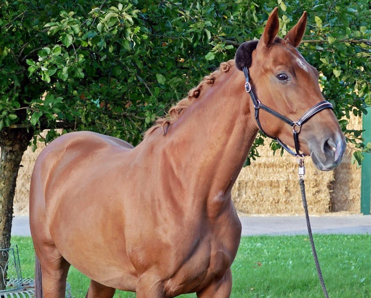 Pferd GEKE Equigrip‘s Dunja (Deutsches Sportpferd, 2014, von Duke of Hearts xx)